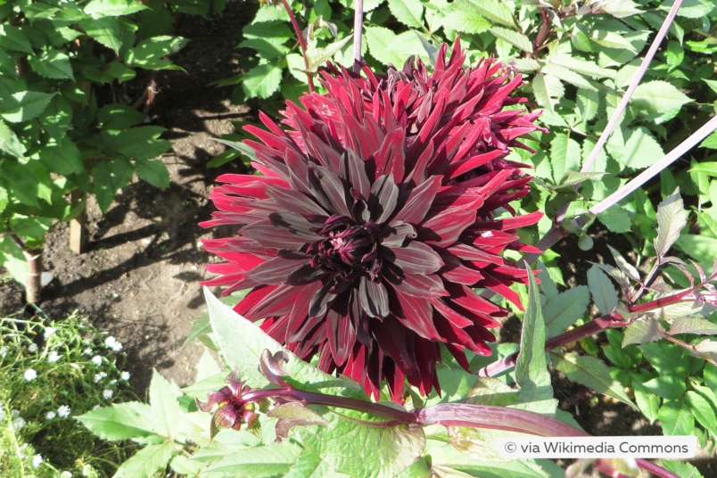 Dahlie 'Black Jack'