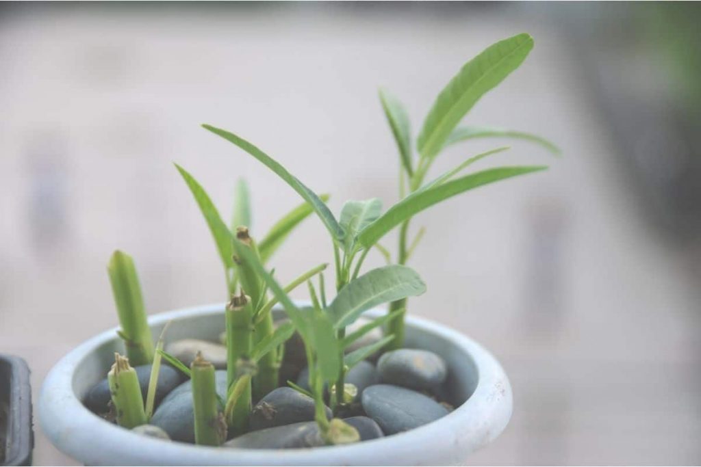 Dracaena braunii - Glücksbambus