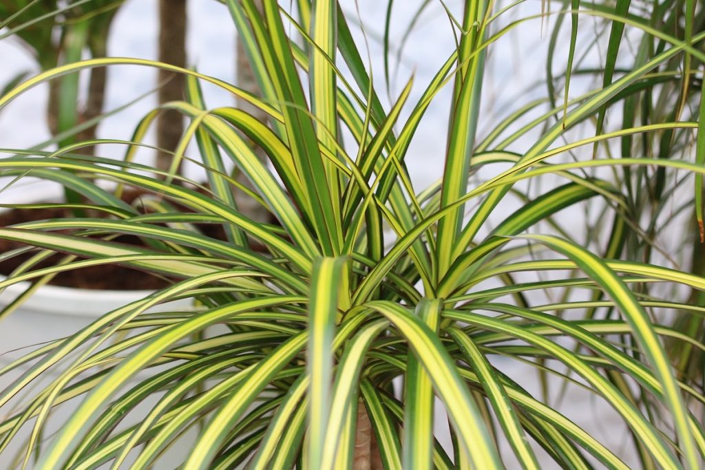 Drachenbaum-Arten - Dracaena deremensis