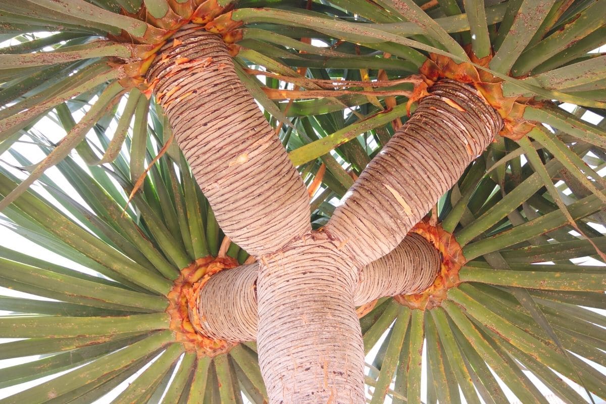 Dracaena die 10 schönsten DrachenbaumArten