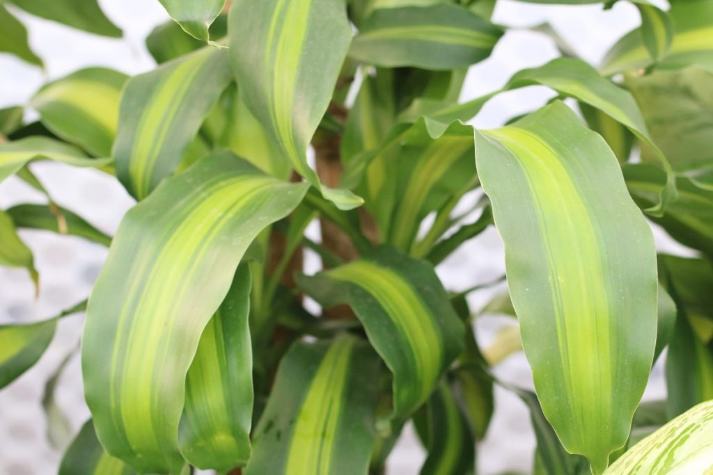 Dracaena fragrans 'Massangeana'