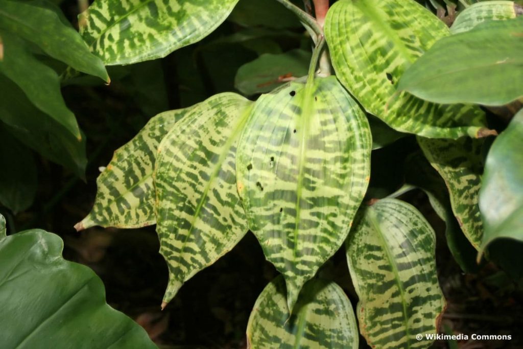 Drachenbaum-Arten - Dracaena goldieana