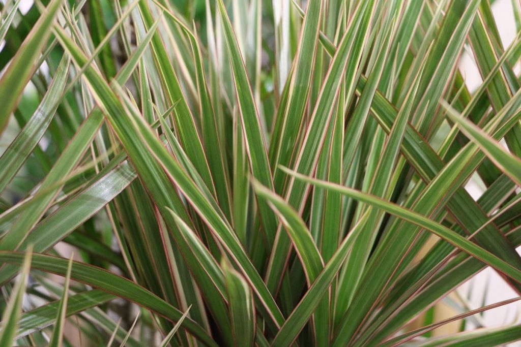 Drachenbaum-Arten - Dracaena marginata