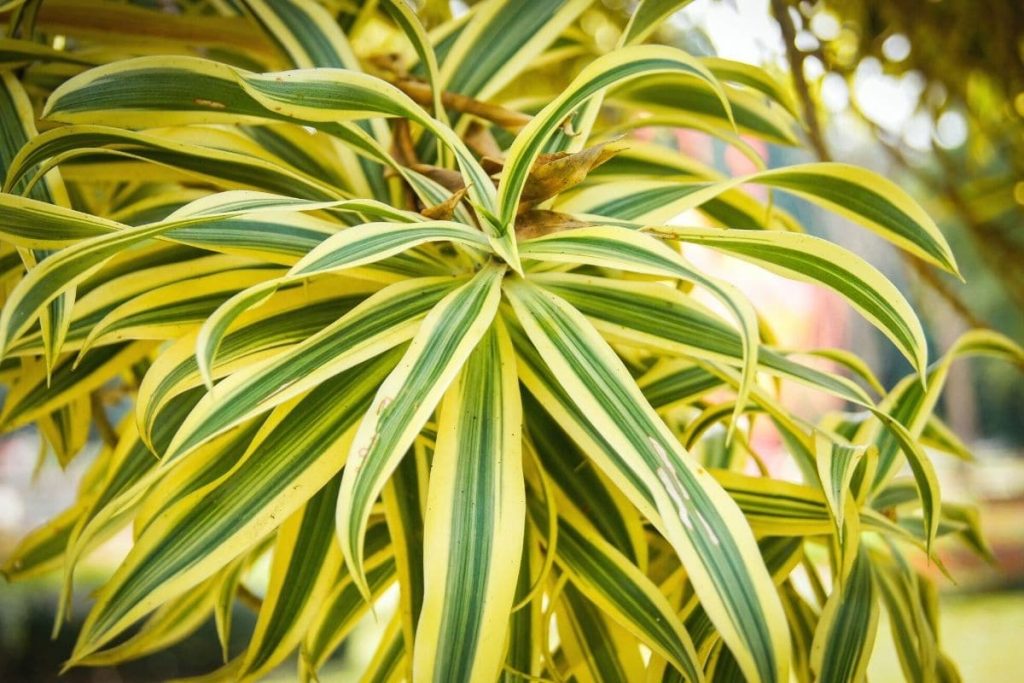 Drachenbaum-Arten - Dracaena reflexa 'Song of India'