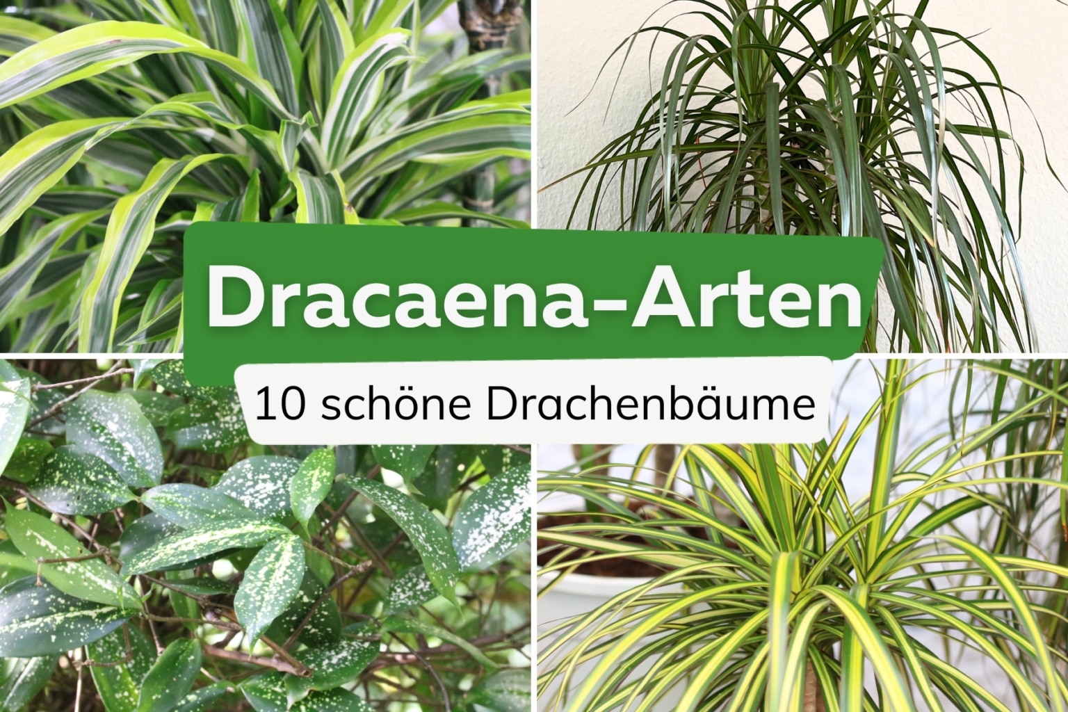 Drachenfrucht Samen Spezial-Dnger Fr Drachenbume (Dracaena) - HIGH-TECH  NPK Volldnger, Flssig Dracaena Dnger Anleitung