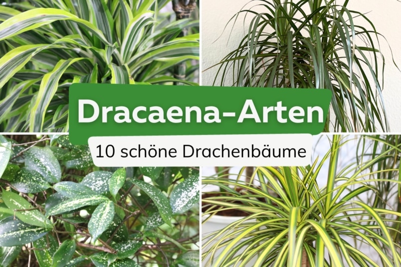 Dracaena: die 10 schönsten Drachenbaum-Arten