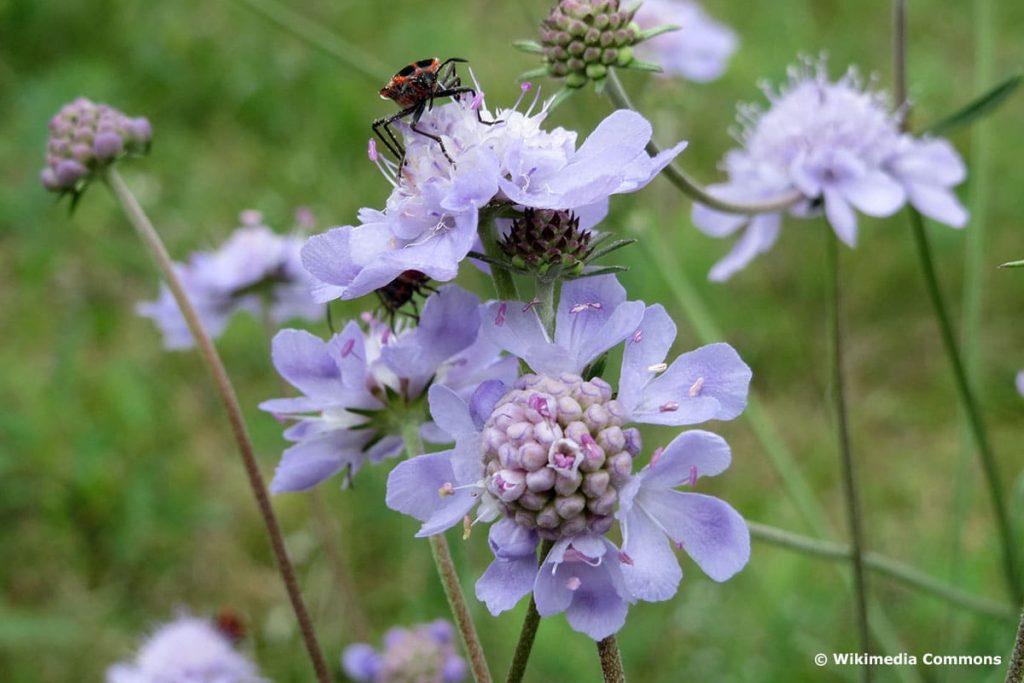 Duft-Skabiosen (Scabiosa canescens)