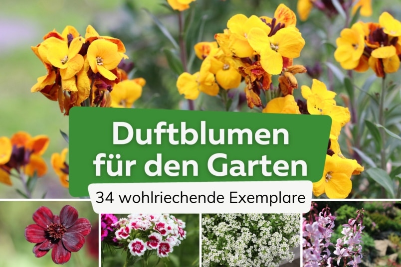 34 stark duftende Gartenblumen | Duftblumen