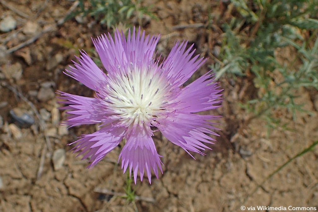 Duftende Bisamblume (Centaurea moschata)