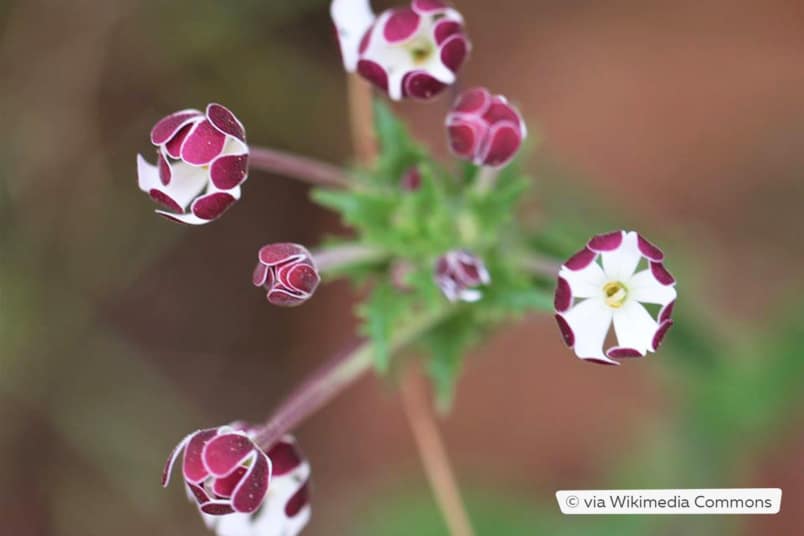 Duftender Nachtphlox (Zaluzianskya capensis)