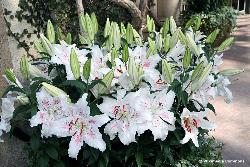 Duftlilien (Lilium 'Muscadet'), Duftblume