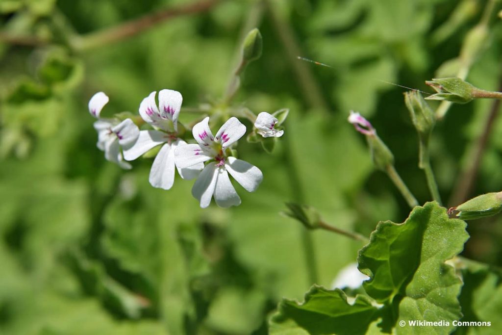 Duftpelargonien (Pelargonium odoratissimum), Duftblumen