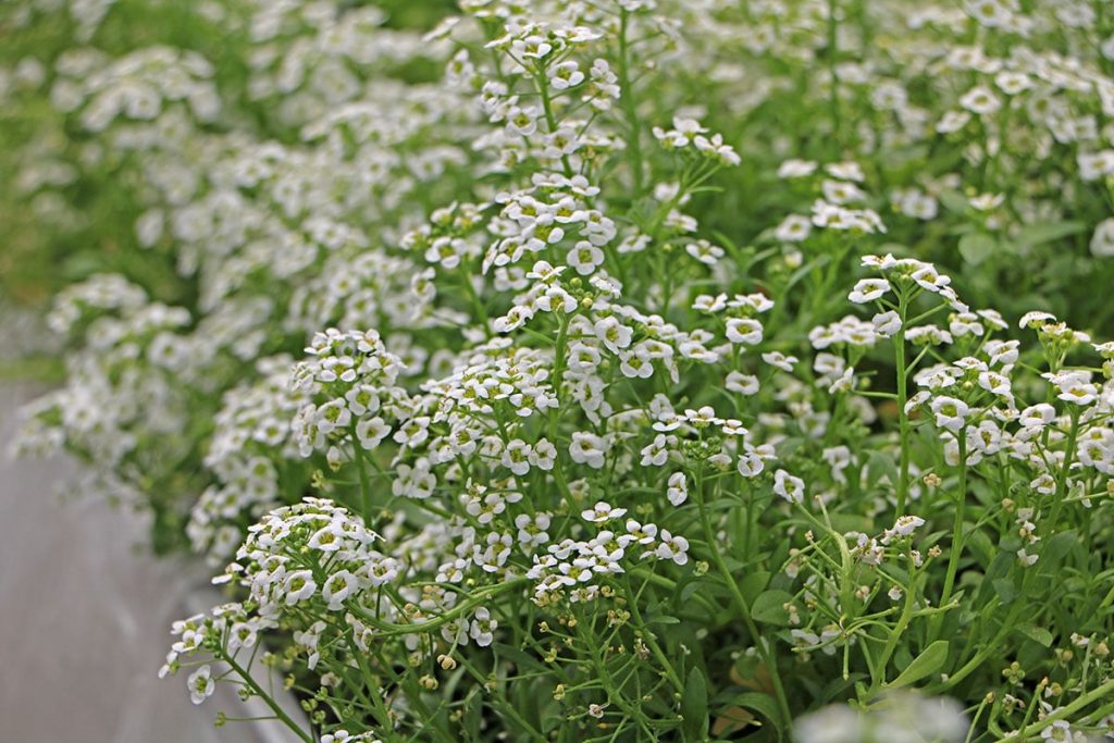 Duftsteinrich (Lobularia maritima)