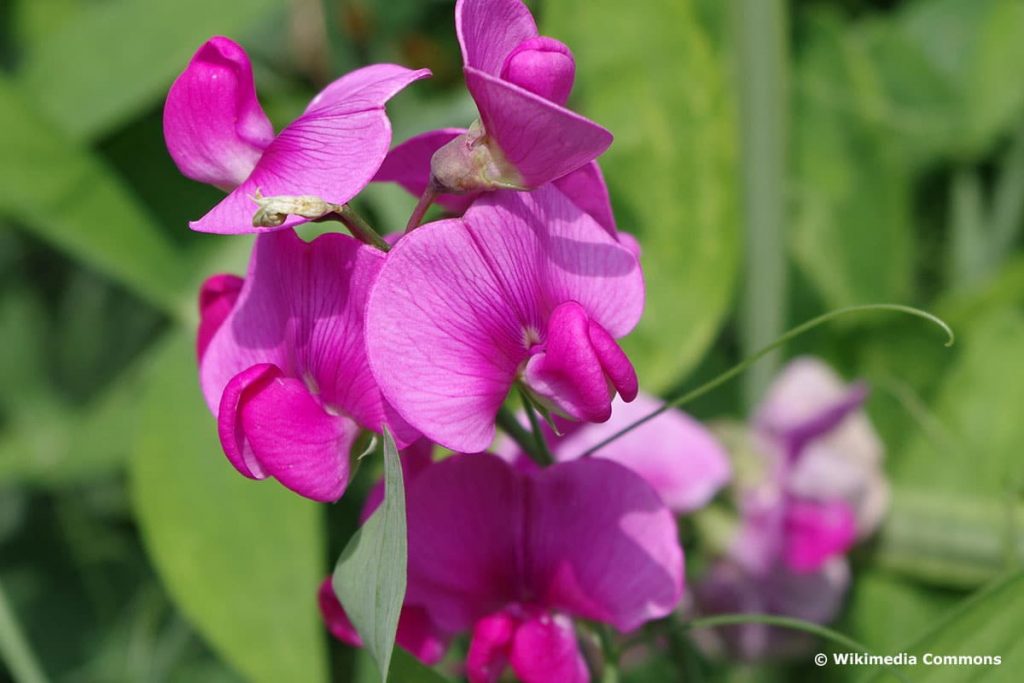 Duftwicke (Lathyrus odoratus), Duftblume