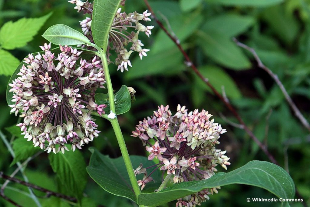 Echte Seidenpflanze (Asclepias syriaca)