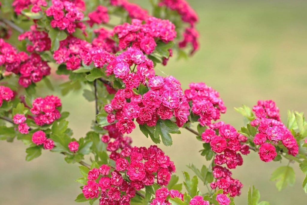 Sträucher mit roten Blüten - Echter Rotdorn 'Paul's Scarlet'