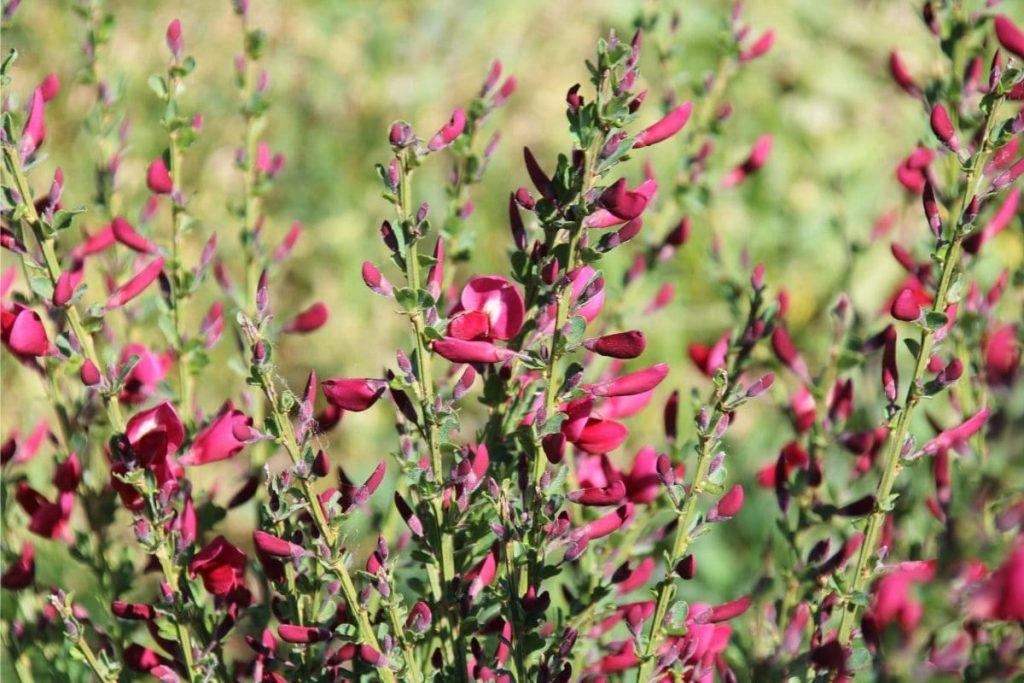 Edelginster - Cytisus scoparius 'Boskoop ruby'