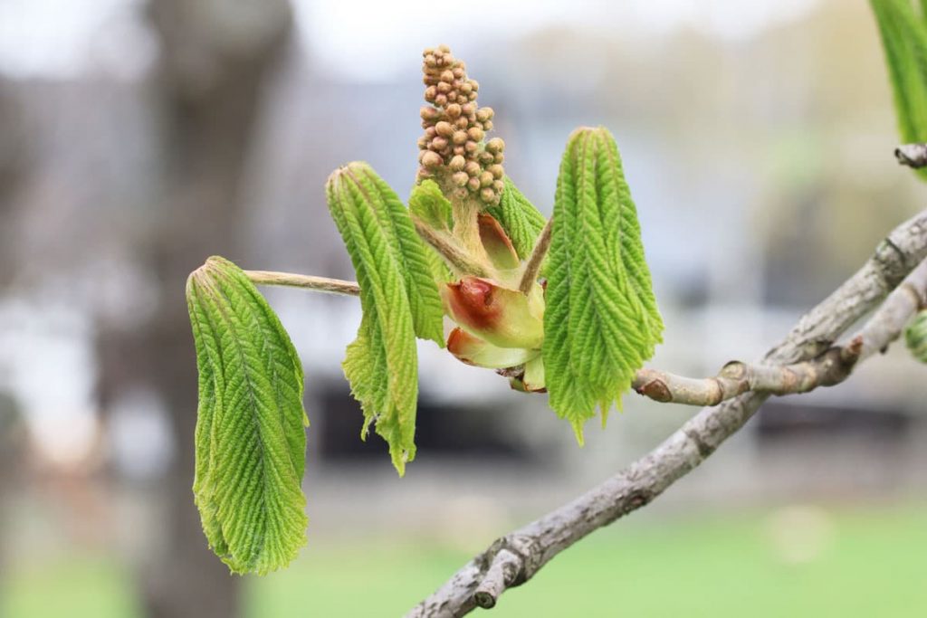 Edelkastanie - Castanea sativa