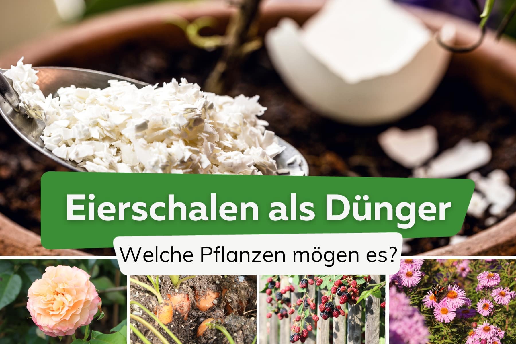 Düngen mit Eierschalen: diese Pflanzen lieben es