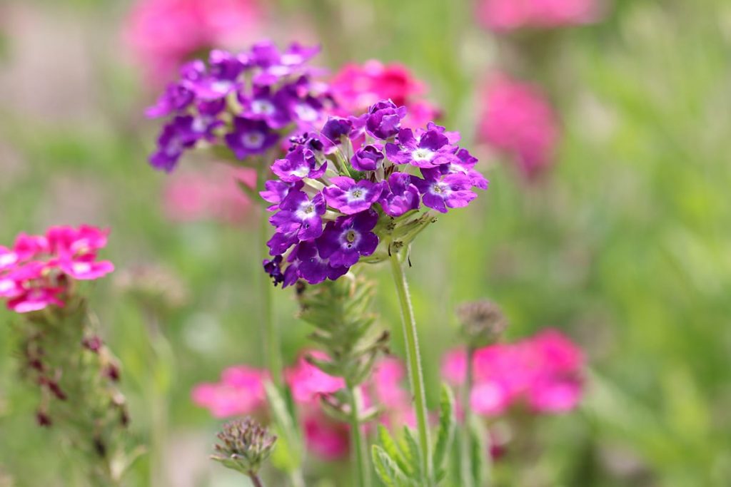 Verbenen (Verbena)