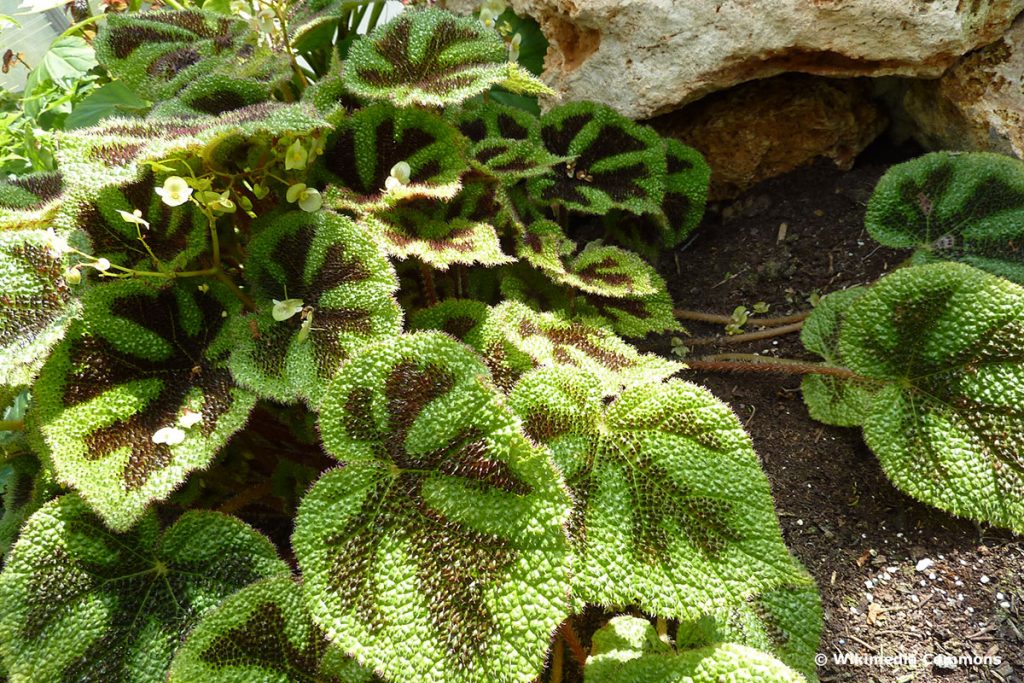 Eisernes Kreuz-Begonie (Begonia masoniana)