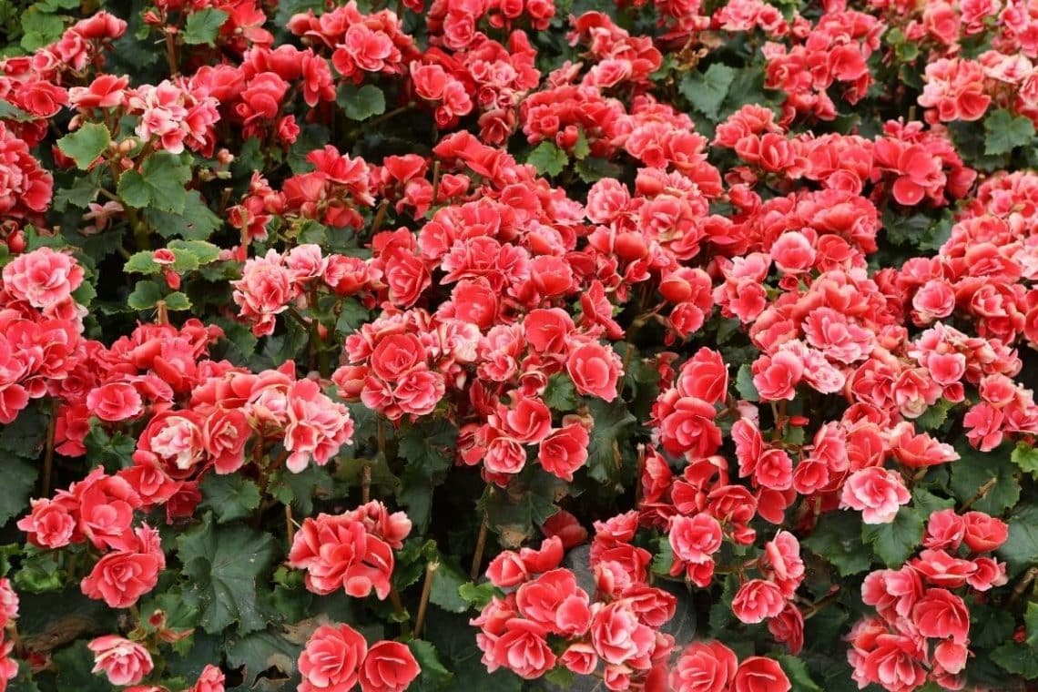 Begonia x hiemali, Begonienarten