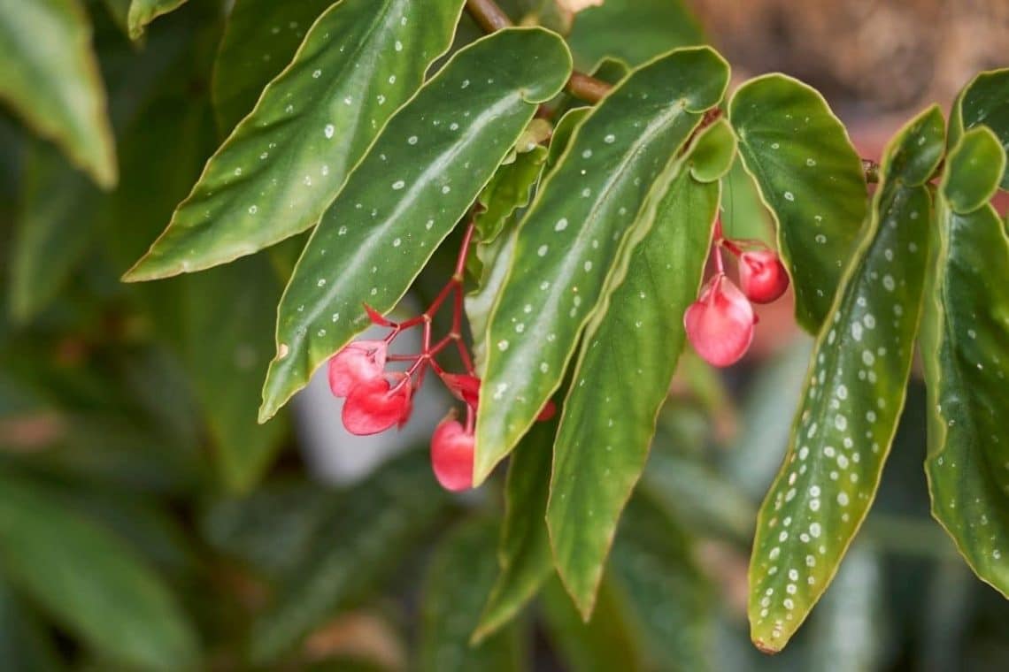 Engelsflügelbegonie (Begonia coccinea), Begonienarten