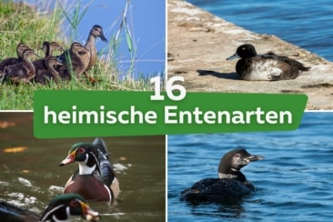 Enten bestimmen: 16 Entenarten mit Bild