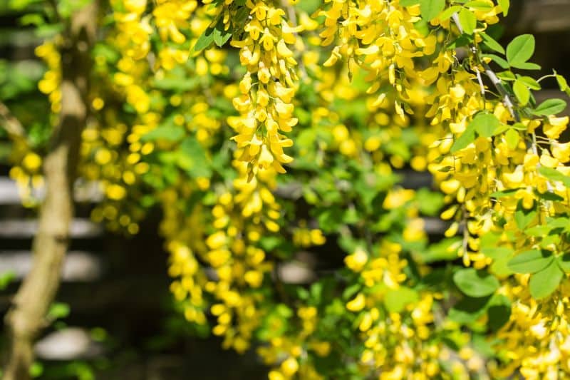 Erbsenstrauch (Caragana arborescens)