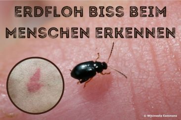 Erdfloh Biss erkennen - Titel