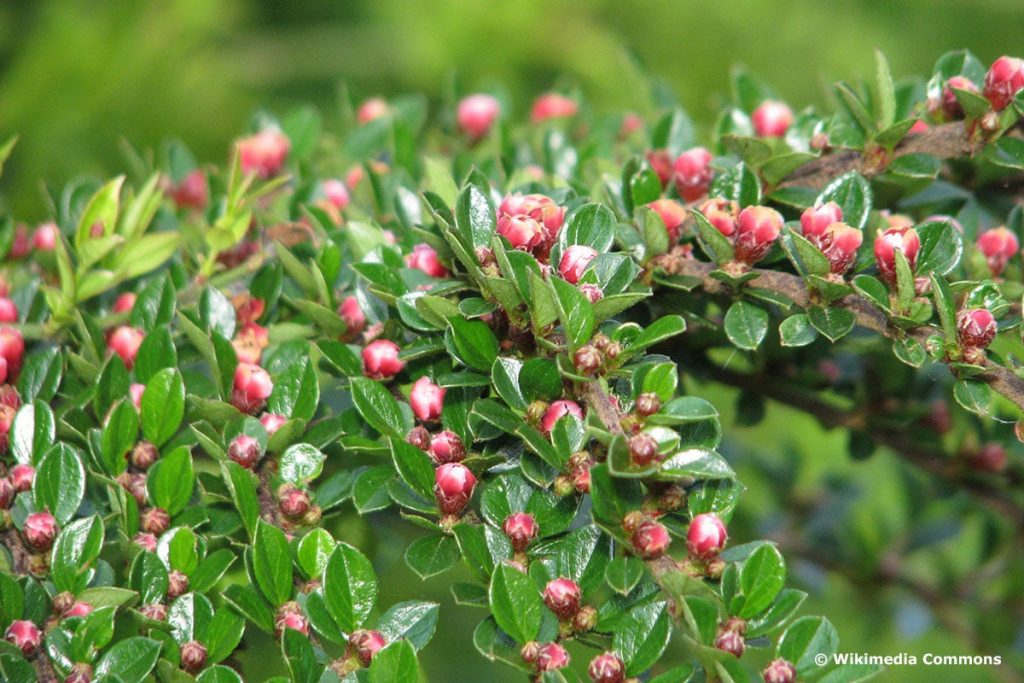 Fächer-Zwergmispel (Cotoneaster horizontalis)