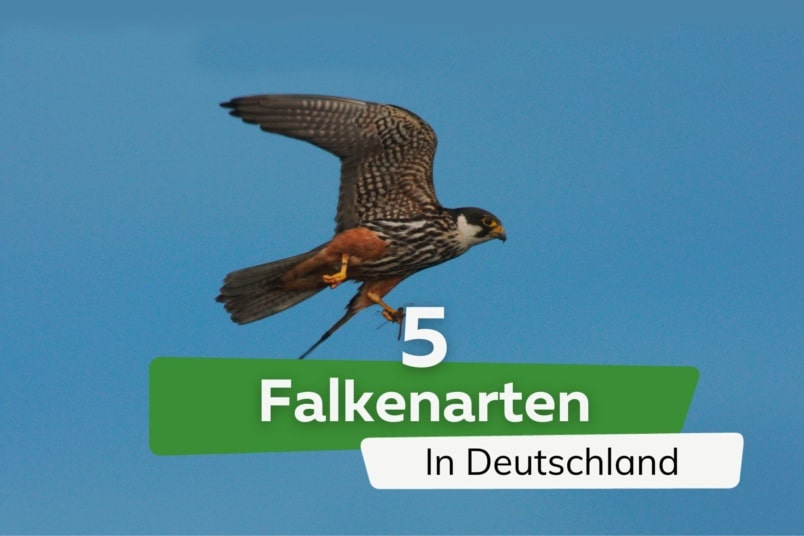 Falkenarten: 5 in Deutschland lebende Falken