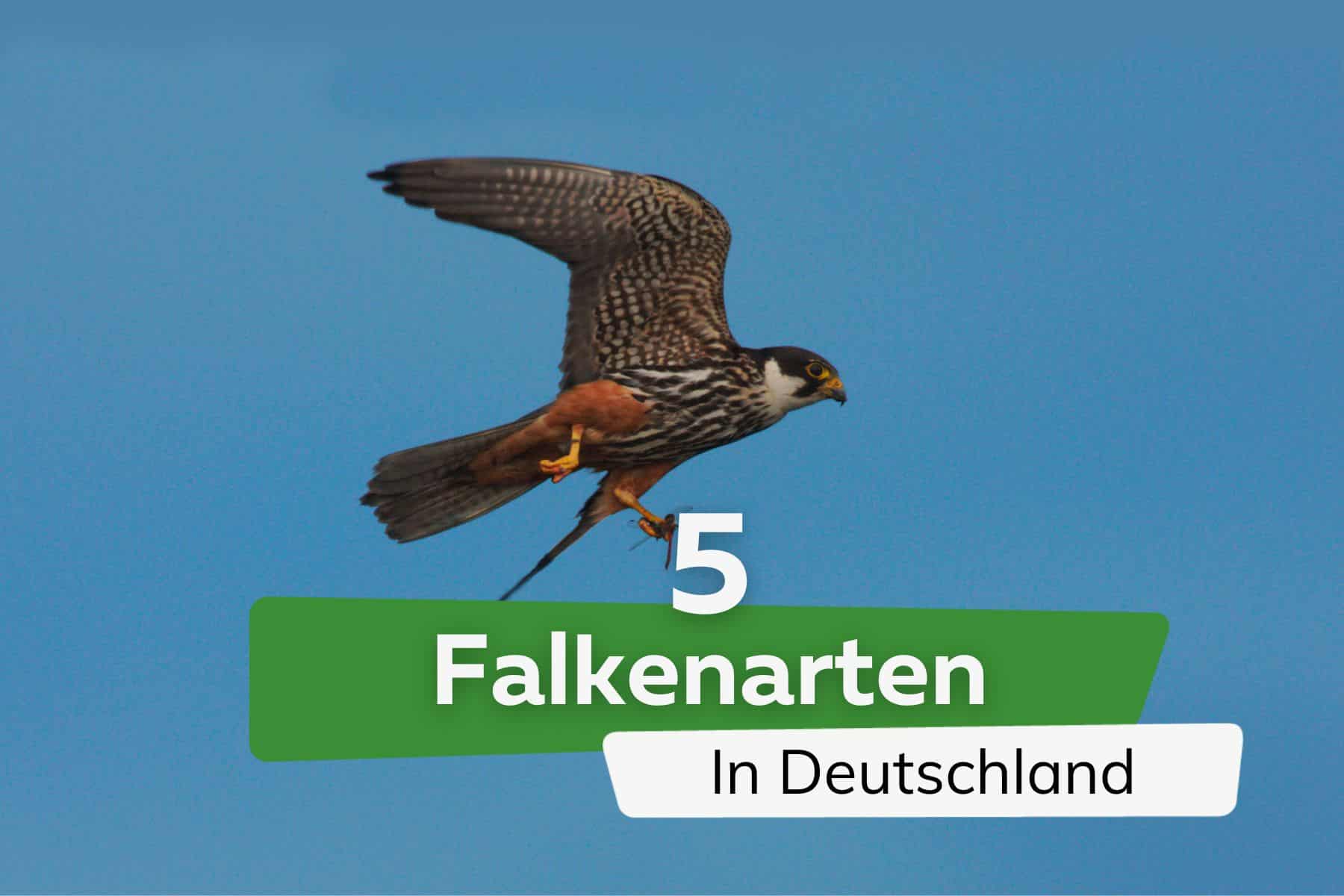 Falkenarten: 5 in Deutschland lebende Falken