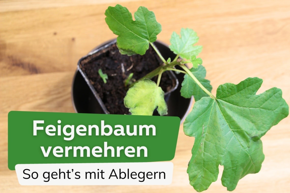 Feigenbaum mit Ablegern vermehren