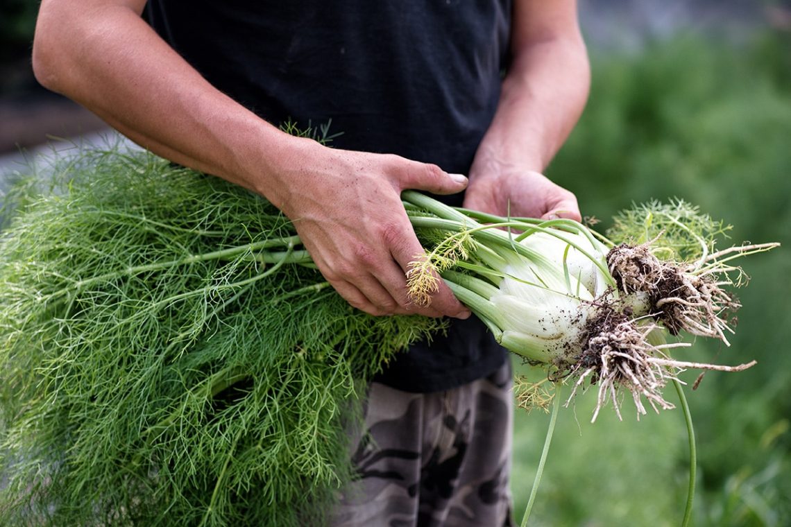 Knollenfenchel ernten