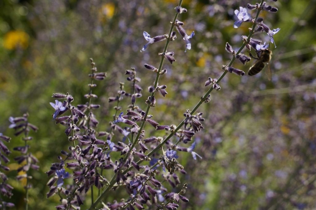 Strauch mit lila Blüten - Fiederschnittige Perowskie