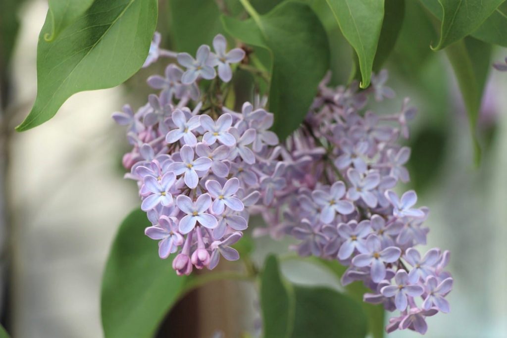 Sträucher mit lila Blüten - Flieder