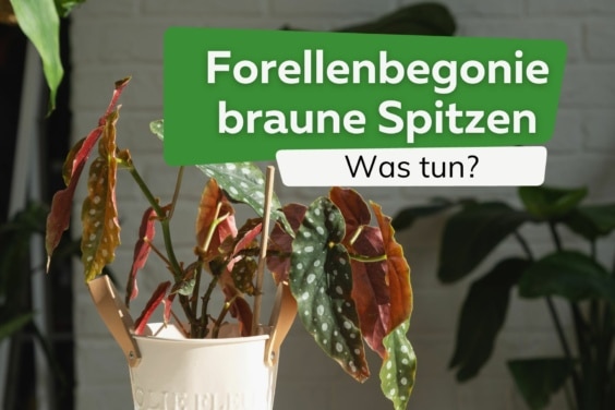 Forellenbegonie bekommt braune Spitzen: was tun?