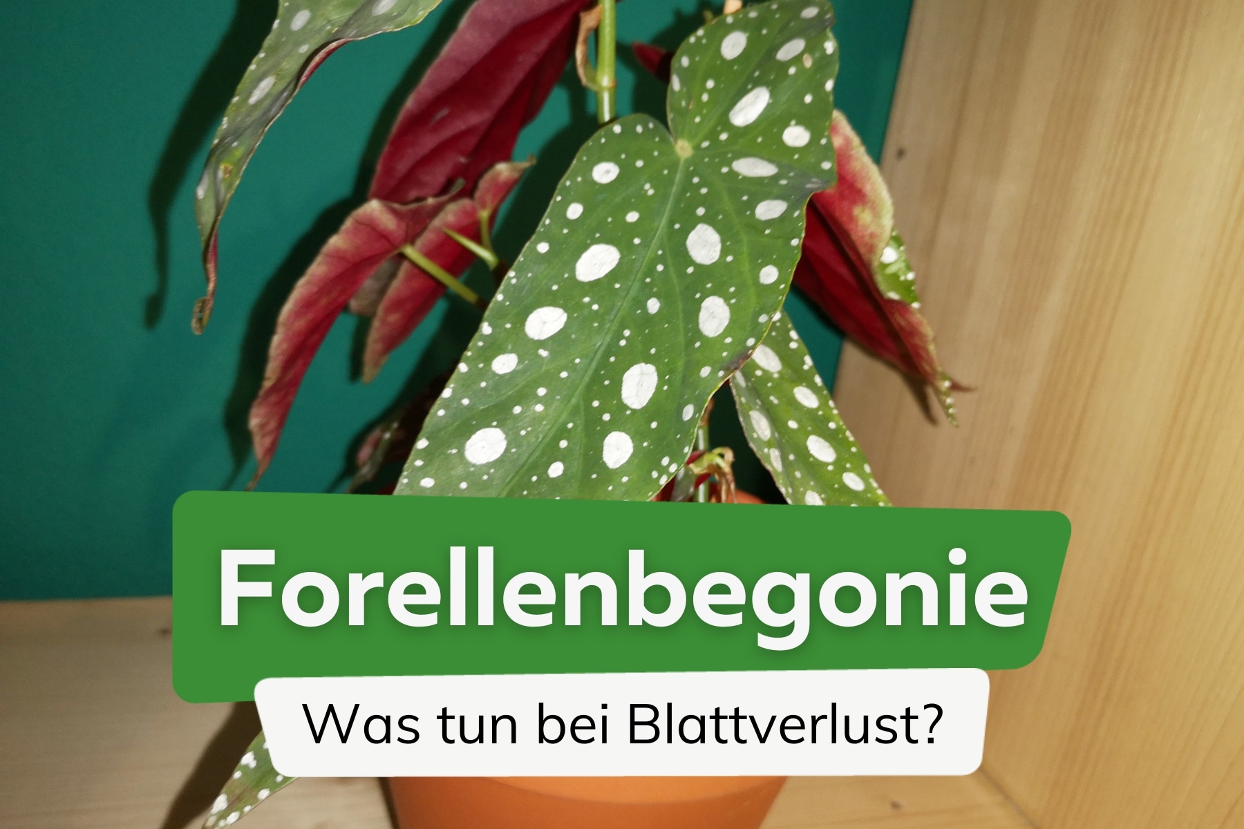 Forellenbegonie verliert Blätter