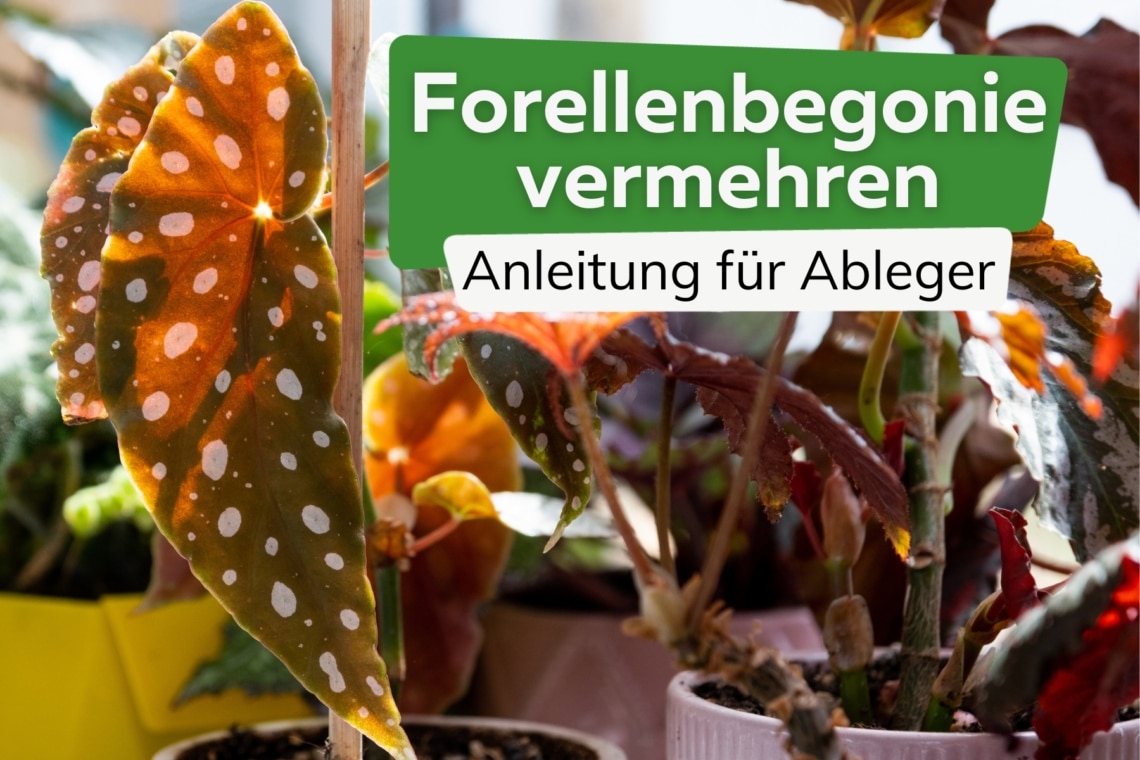 Forellenbegonie über Ableger vermehren