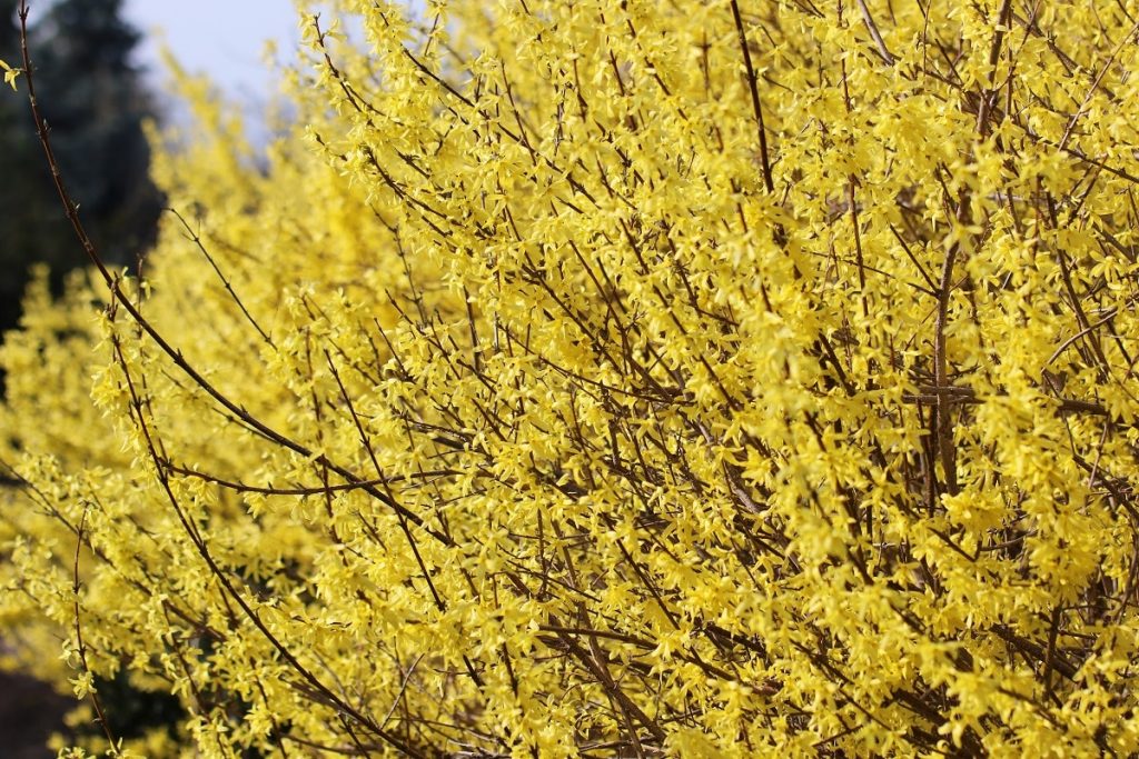 Forsythie - Forsythia