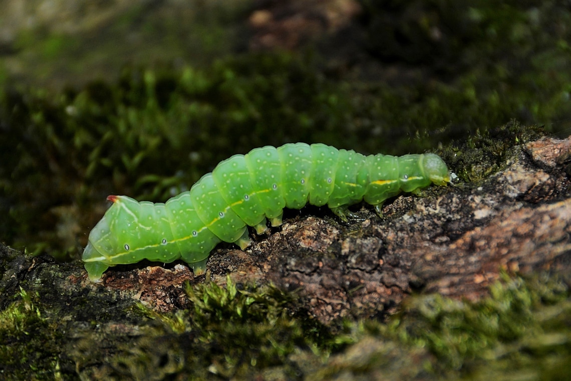 Raupe des Kleinen Frostspanners (Operophtera brumata)