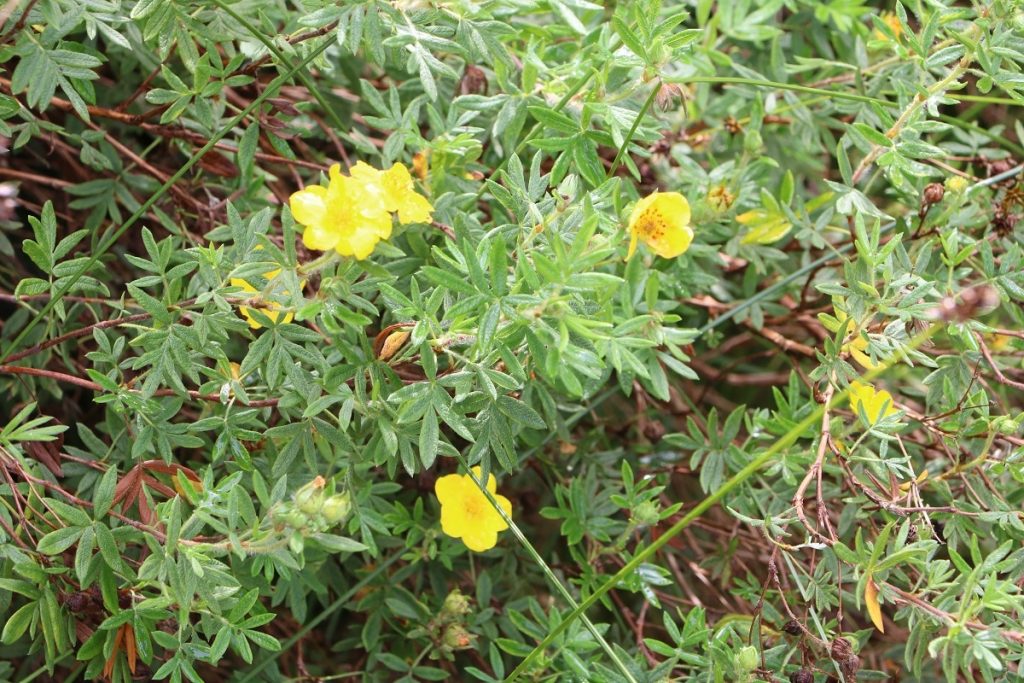 Fingerkraut - Potentilla fruticosa