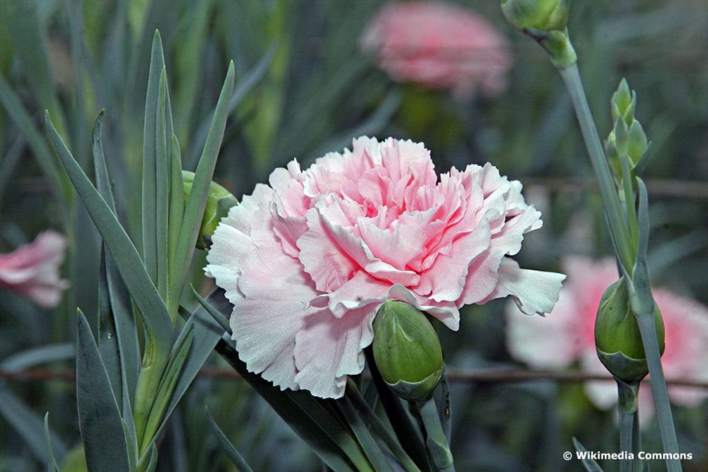 Gartennelke - Dianthus caryophyllus