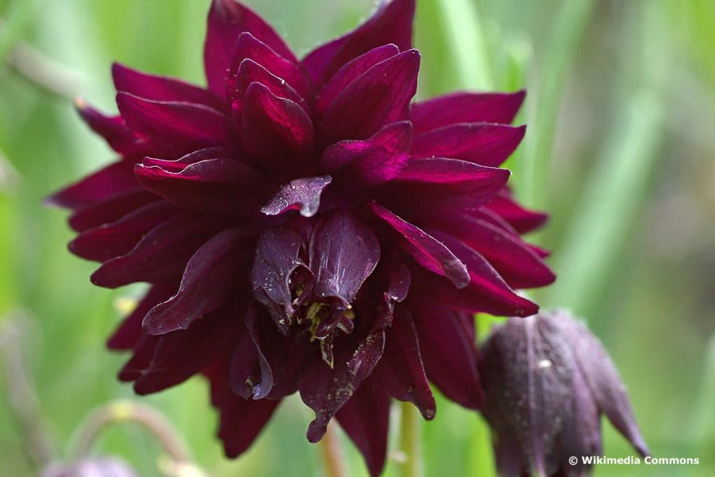 Gefüllte Akelei "Black Barlow" (Aquilegia Vulgaris-Hybride "Black Barlow")