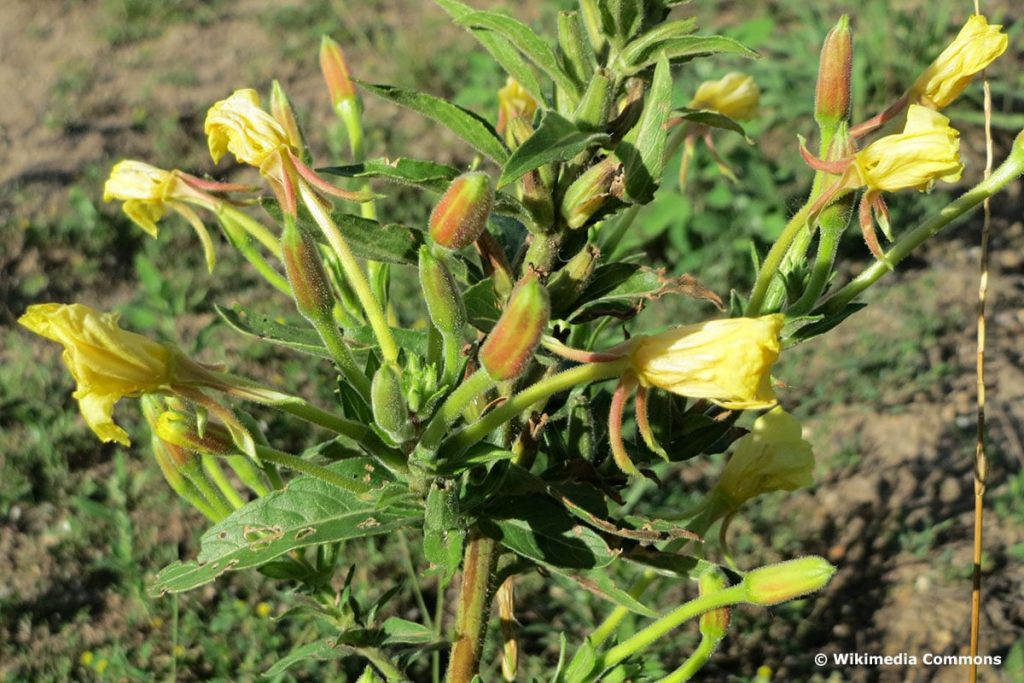 Gemeine Nachtkerze (Oenothera biennis), Duftblume