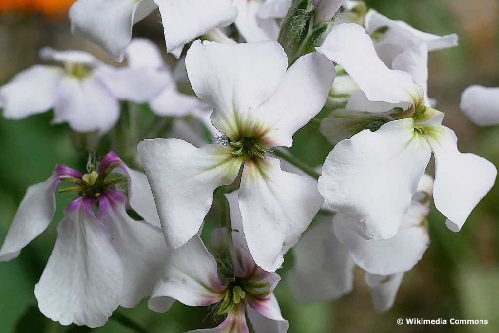 Gemeine Nachtviole (Hesperis matronalis)