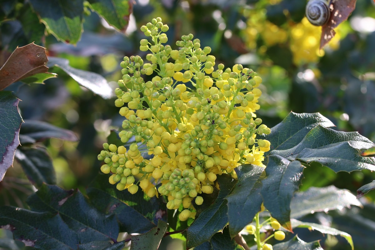 Gewöhnliche Mahonie - Mahonia aquifolium