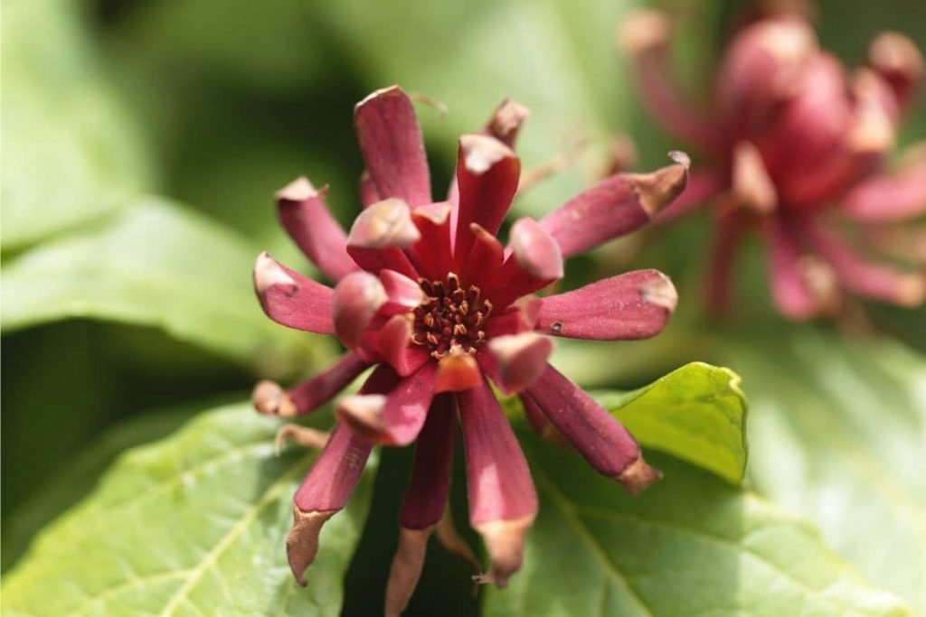 Gewürzstrauch - Calycanthus floridus