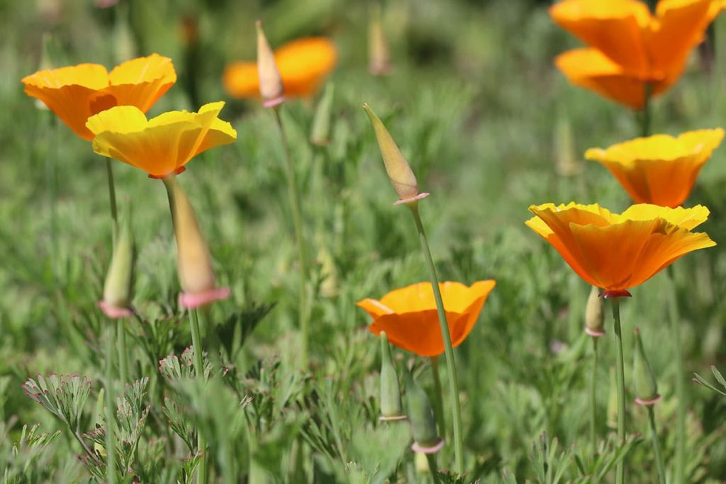 Goldmohn (Eschscholzia californica)